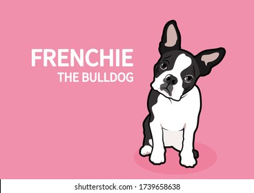 Fragefläche Frenchie The Bulldog im rosa Hintergrund. Schwarz-Weiß-Rasse französischer Bulldog drückt seine Stimmung mit einem Kopf-Rotation aus.