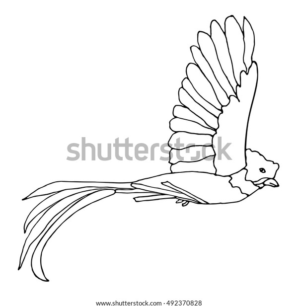 Quetzal Bird Stock Vector (Royalty Free) 492370828