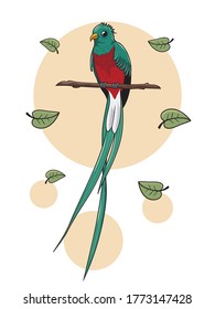 Quetzal Bird Cartoon Illustration einzeln