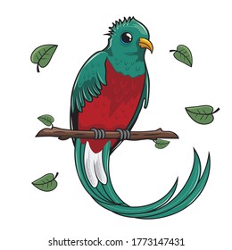 Quetzal Bird Cartoon Illustration Isolated