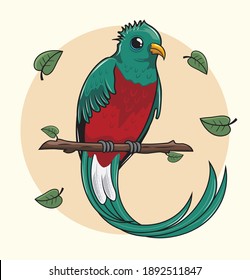 Quetzal Bird Cartoon Illustrations Animals