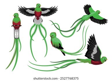 Quetzal Bird Varias Poses Personaje de Vector de dibujos animados