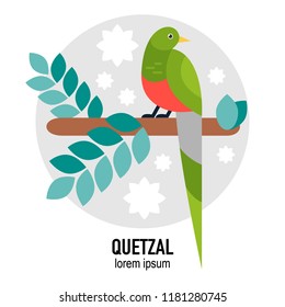Quetzal bird vector flat illustration with leaves
