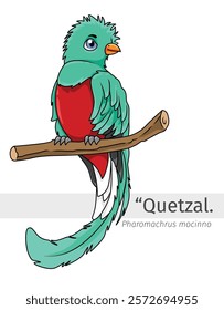 Quetzal Cartoon perched on a branch illustration. wildlife animal isolated. Bird cartoon collection. Quetzal bird Cartoon character