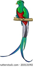 quetzal tropical bird vector image