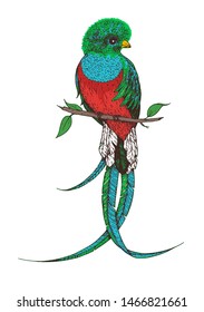 Quetzal  vector illustration. Hand drawn quetzal bird. Colorful illustration. Quetzal sitting on a branch. 