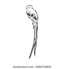 Quezal, pájaro, ilustración de boceto de Vector