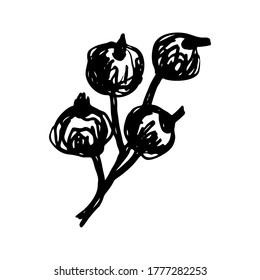 Un breve boceto botánico. Sucursal y cuatro bayas. Líneas negras sobre un fondo blanco.