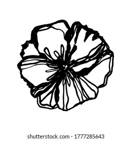 Un breve boceto botánico. Flor con pétalos. Imagen aislada. Líneas negras sobre un fondo blanco.