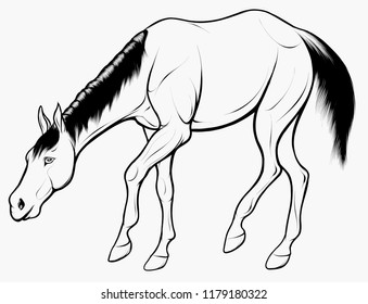 Quick linear sketch of horse grazes at large. Domestic stallion lowered its head and eats food. Vector clip art and design element for equestrian farms. Emblem of an agricultural animal.