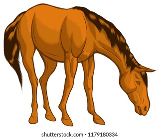 Quick sketch of brown horse with dark mane grazes at large. Domestic mare lowered its head and eats food. Vector clip art and design element for equestrian farms. Emblem of an agricultural animal.