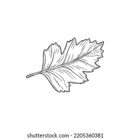 Quickthorn or hawthorn leaf isolated sketch. Vector foliage monochrome icon, may-tree leafage, whitethorn or chockeberry herbal plant. Aspen tree foliage, autumn, summer, spring decor element
