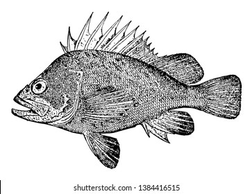 Quillback Rockfish is in the Scorpaenidae family of scorpionfish, vintage line drawing or engraving illustration.