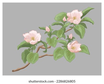 Quince apple cherry sakura apricot plum spring blossom flowers