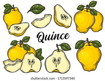 Quince apple fruit set. Yellow apple with leaf. Hand drawn vector illustration isolaed on white background.