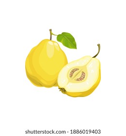 Quince apple fruit, tropical exotic food, vector isolated icon. Quince apple fruits whole and half cut, tropic farm garden ripe harvest, exotic fruits dessert