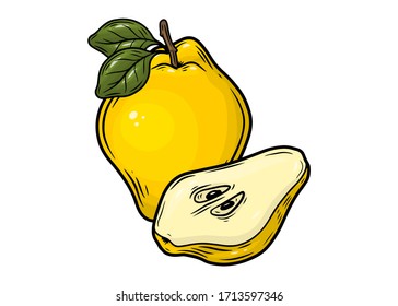 Quince apple fruit. Yellow apple with leaf. Hand drawn vector illustration isolaed on white background.