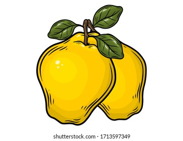 Quince apple fruit. Yellow apple with leaf. Hand drawn vector illustration isolaed on white background.