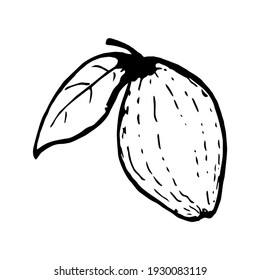 Quince apple with a leaf in doodle style. Vector fruit drawing isolated on a white background