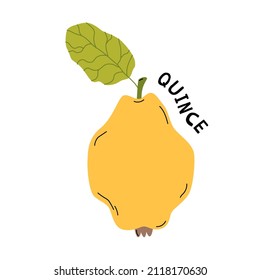 Quince apple, tropical organic fruit for print, stickers, poster and banner.