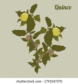 Quince branch with leaves .Isolated element on a light background. Vector image

