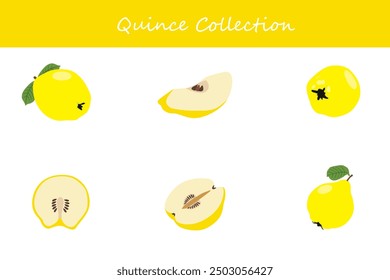 quince collection. quince in different poses. Vector illustration.