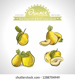 Quince Collection of fresh fruits with leaf. Vector illustration. Isolated	