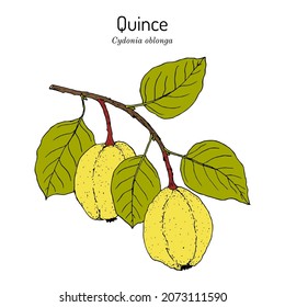 Rama de árbol frutal Quince (Cydonia oblonga). Ilustración de vector botánico dibujada a mano