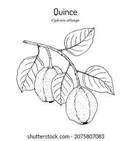 Rama de árbol frutal Quince (Cydonia oblonga). Ilustración de vector botánico dibujada a mano