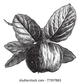 Quince or Cydonia oblonga, vintage engraving. Old engraved illustration of a Quince, isolated against a white background.