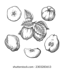 Quince engraving. Cydonia oblonga whole halved and sliced vintage sketch illustartion, apples pears fruits hand drawn isolated vector