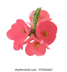 Quince flower, Chaenomeles blossom isolated on white background