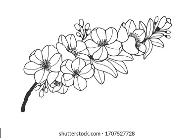 quince flowering branch. Vector stock illustration eps 10. hand drawing. out line
