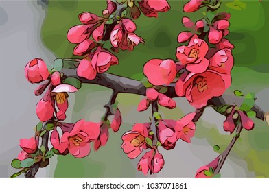 Quince flowering vector illustration. Japanese quince red flowers