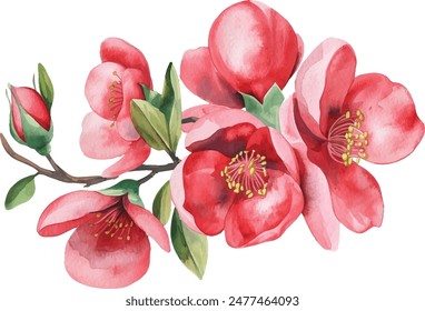 Quince flowers, leaves, bud on isolated white background, watercolor hand drawing botanical painting Summer flower