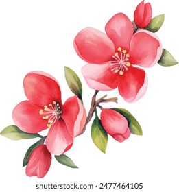 Quince flowers, leaves, bud on isolated white background, watercolor hand drawing botanical painting Summer flower