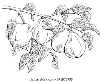 Quince fruit graphic branch black white isolated sketch illustration vector