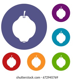 Quince fruit icons set in flat circle reb, blue and green color for web