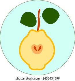 Quince fruit, illustration, vector on white background.