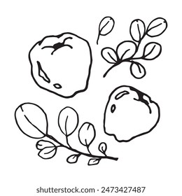 Quince fruit and leaf hand drawn vector illustration on isolated white background