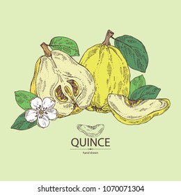 Quince: fruit, leaves, flower and quince slice. Vector hand drawn illustration.