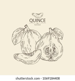 Quince: fruit, leaves and quince slice. Vector hand drawn illustration.