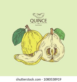 Quince: fruit, leaves and quince slice. Vector hand drawn illustration.