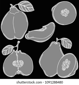 Quince fruit linear illustration, vector