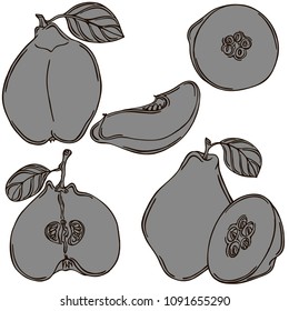 Quince fruit linear illustration, vector
