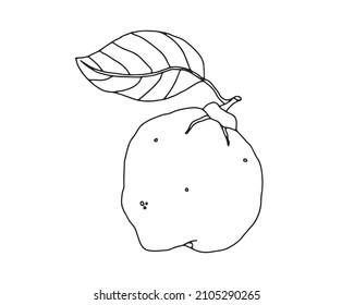 Quince fruit. Set of vegetables and fruits, line drawing, black outline, contour.