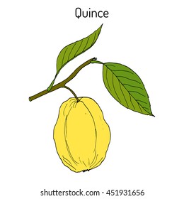 Quince fruit tree branch. Hand drawn botanical vector illustration