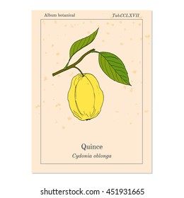 Quince fruit tree branch. Hand drawn botanical vector illustration