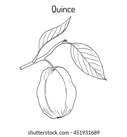 Quince fruit tree branch. Hand drawn botanical vector illustration