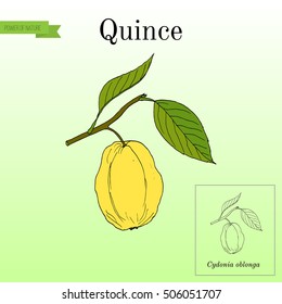 Quince fruit tree branch. Hand drawn botanical vector illustration